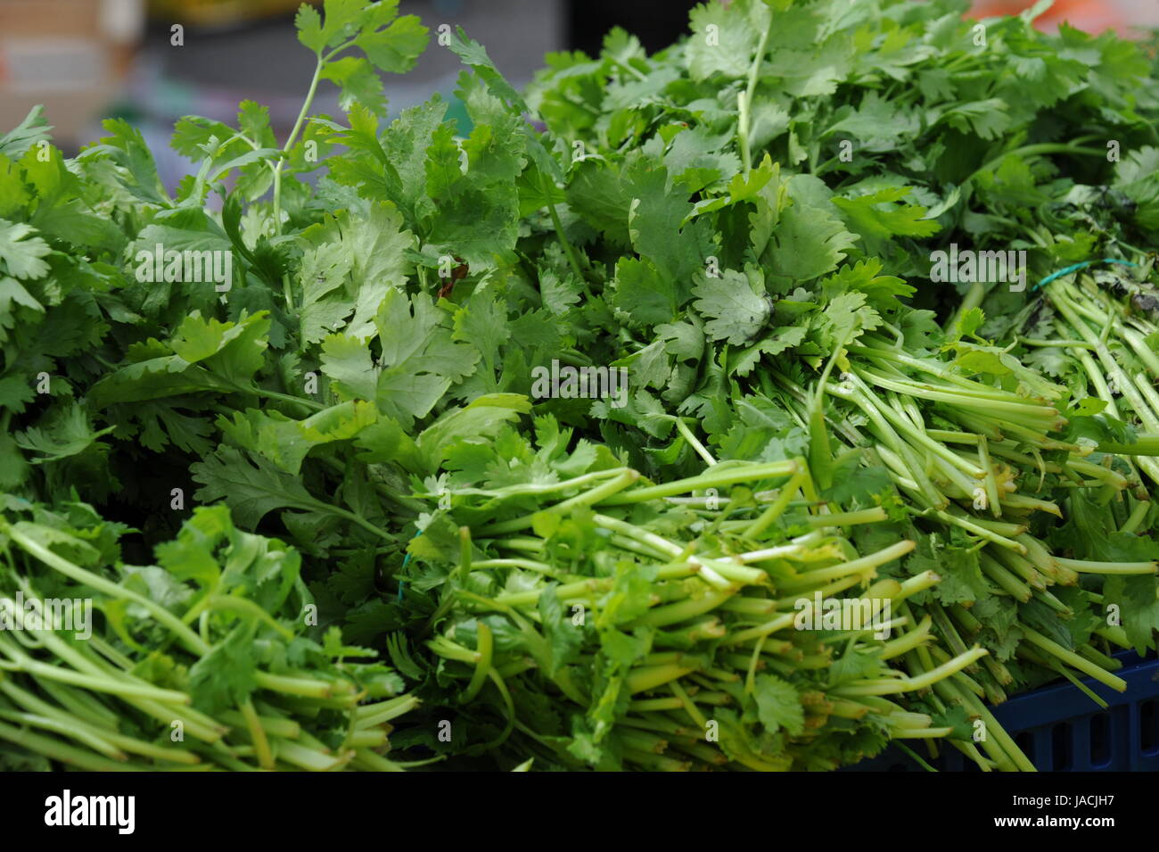 spain - weekly market - parsley Stock Photo