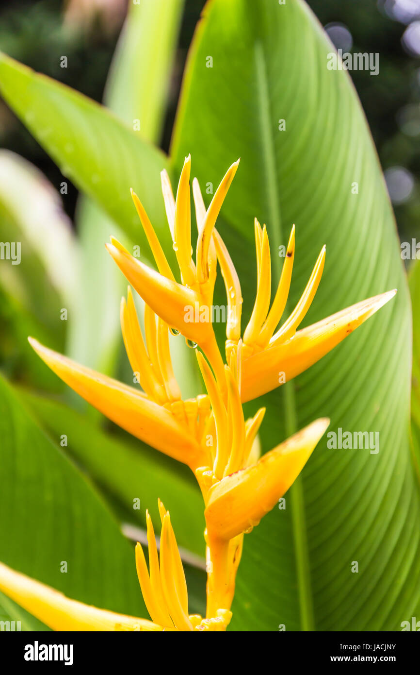 Heliconia flower in garden Stock Photo Alamy