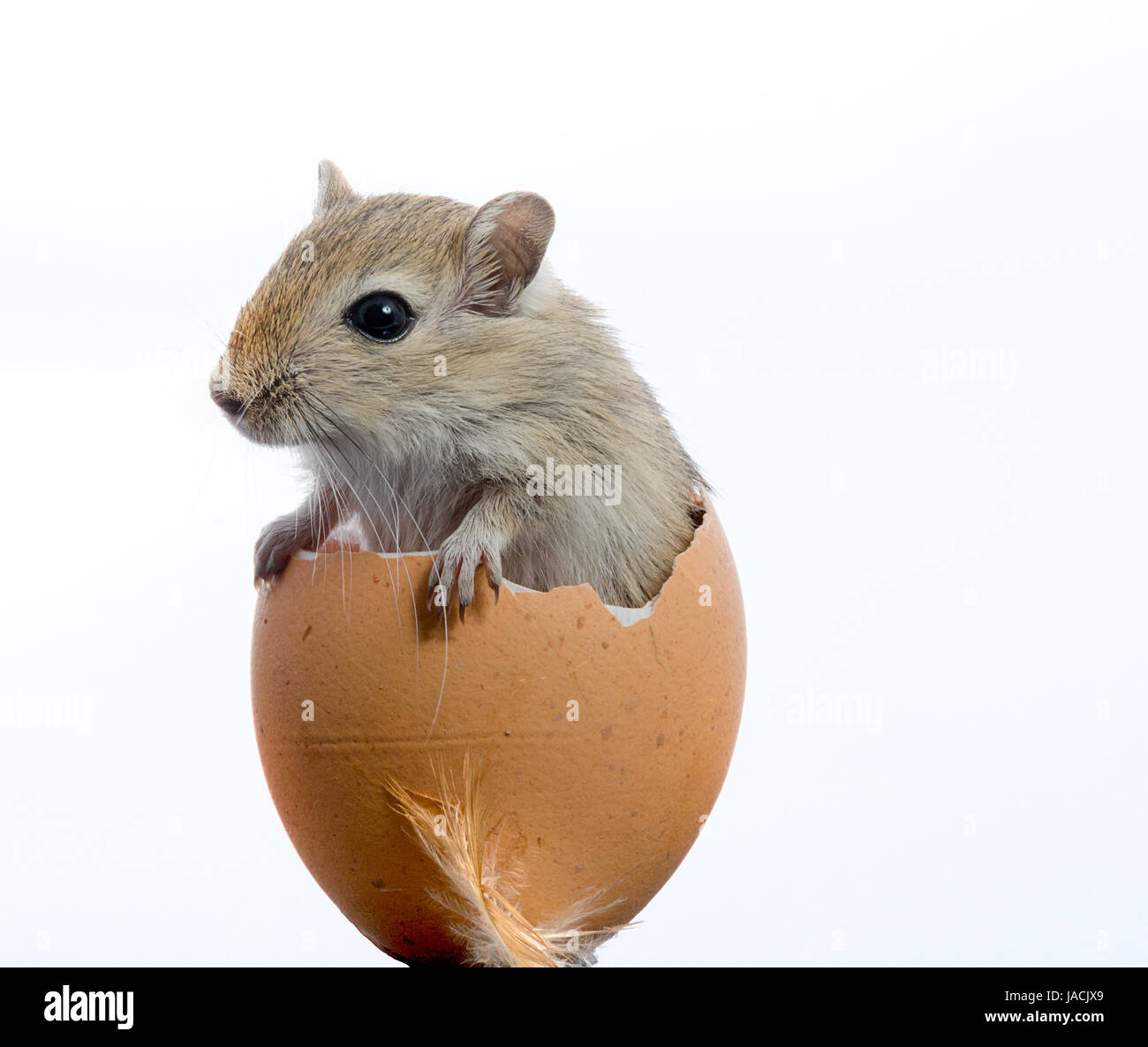 mouse in egg Stock Photo Alamy