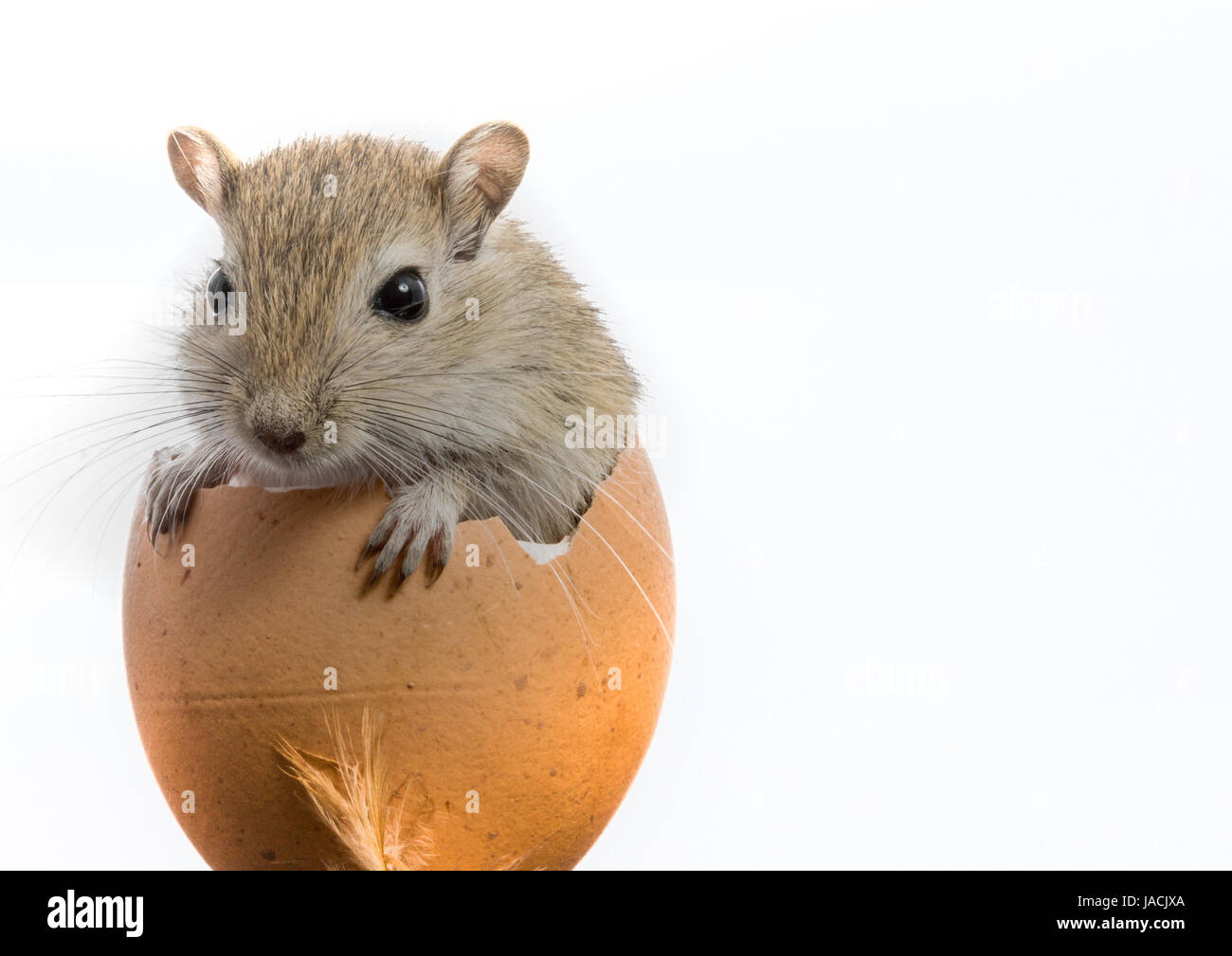 mouse in the egg Stock Photo Alamy