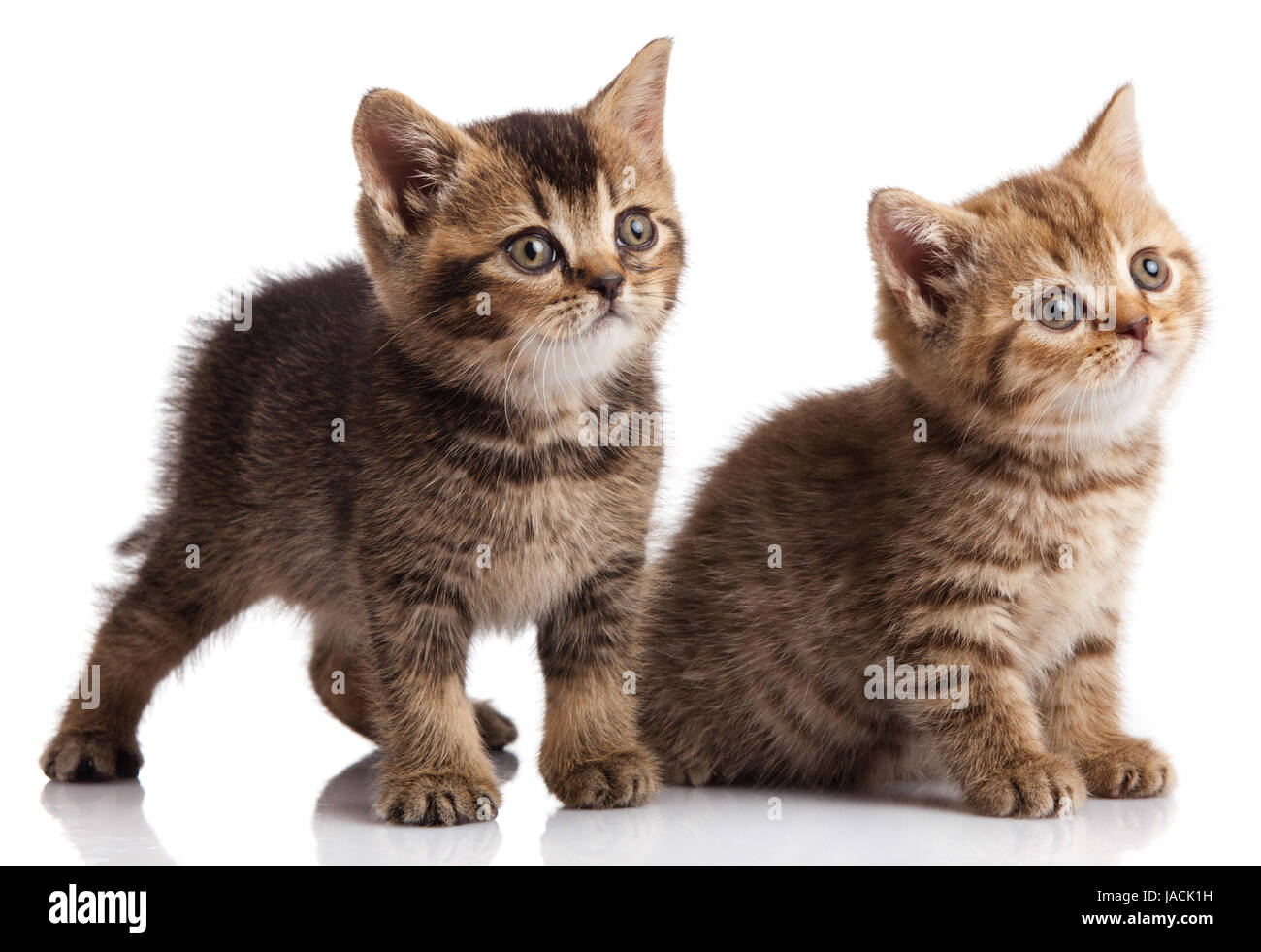 кот британец на продажу. авито котята. котята авито глазов. котята глазов. бурманская кошка котята.