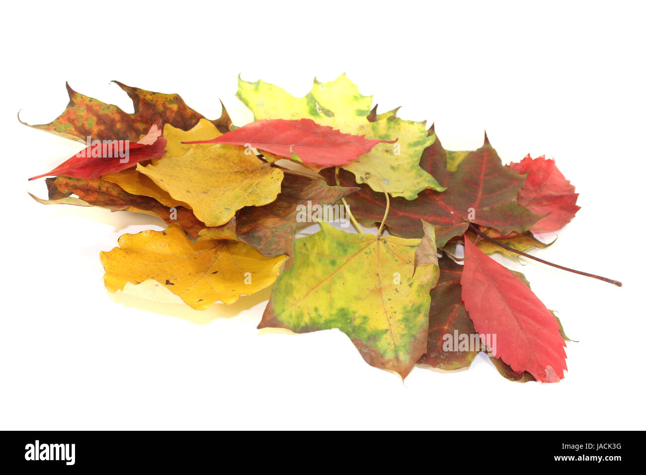 buntes Herbstlaub vor hellem Hintergrund Stock Photo