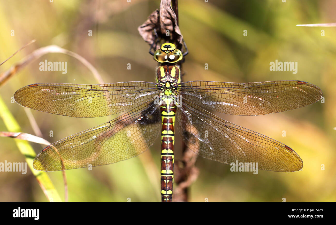 Dragonfly on a blade of grass Stock Photo - Alamy