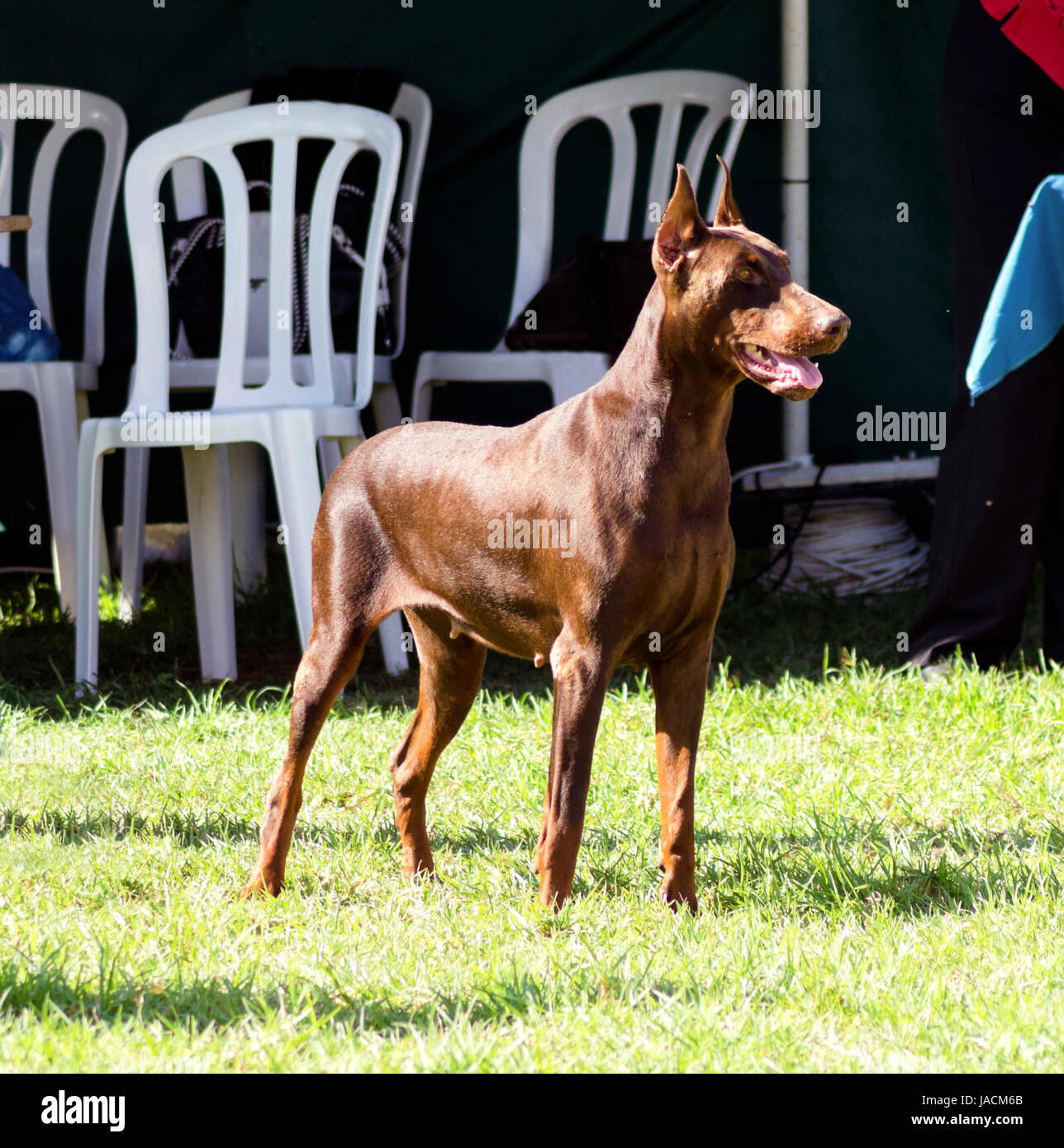 A young, beautiful, brown Doberman Pinscher standing on the lawn while sticking its tongue out and looking happy and playful. This Dobermann has its ears cropped and tail docked. Stock Photo