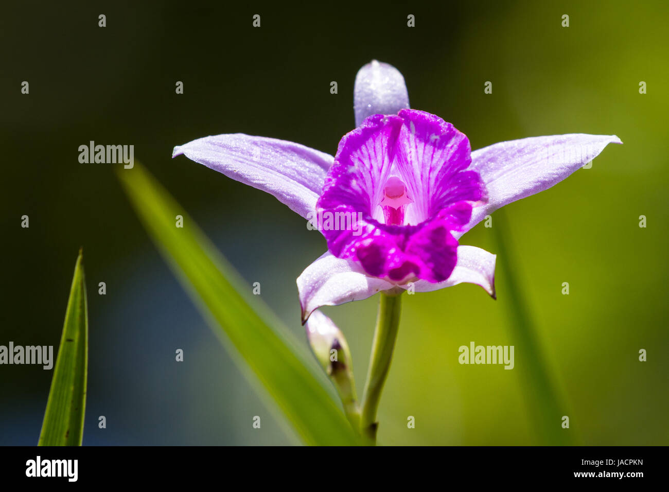 close up of a beautiful bamboo orchid with soft purple petals with a natural green background Stock Photo