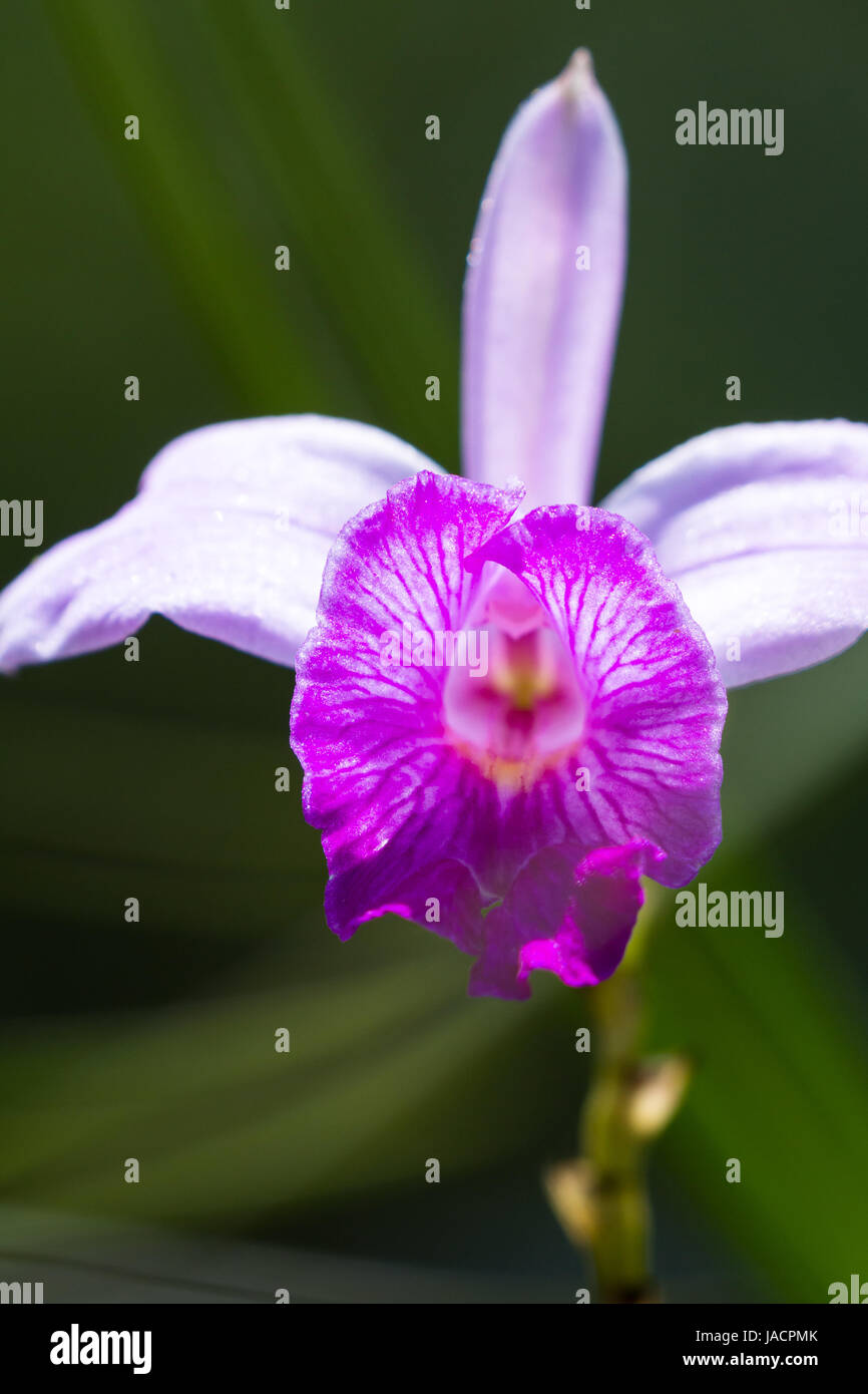 close up of a beautiful bamboo orchid with soft purple petals with a natural green background Stock Photo