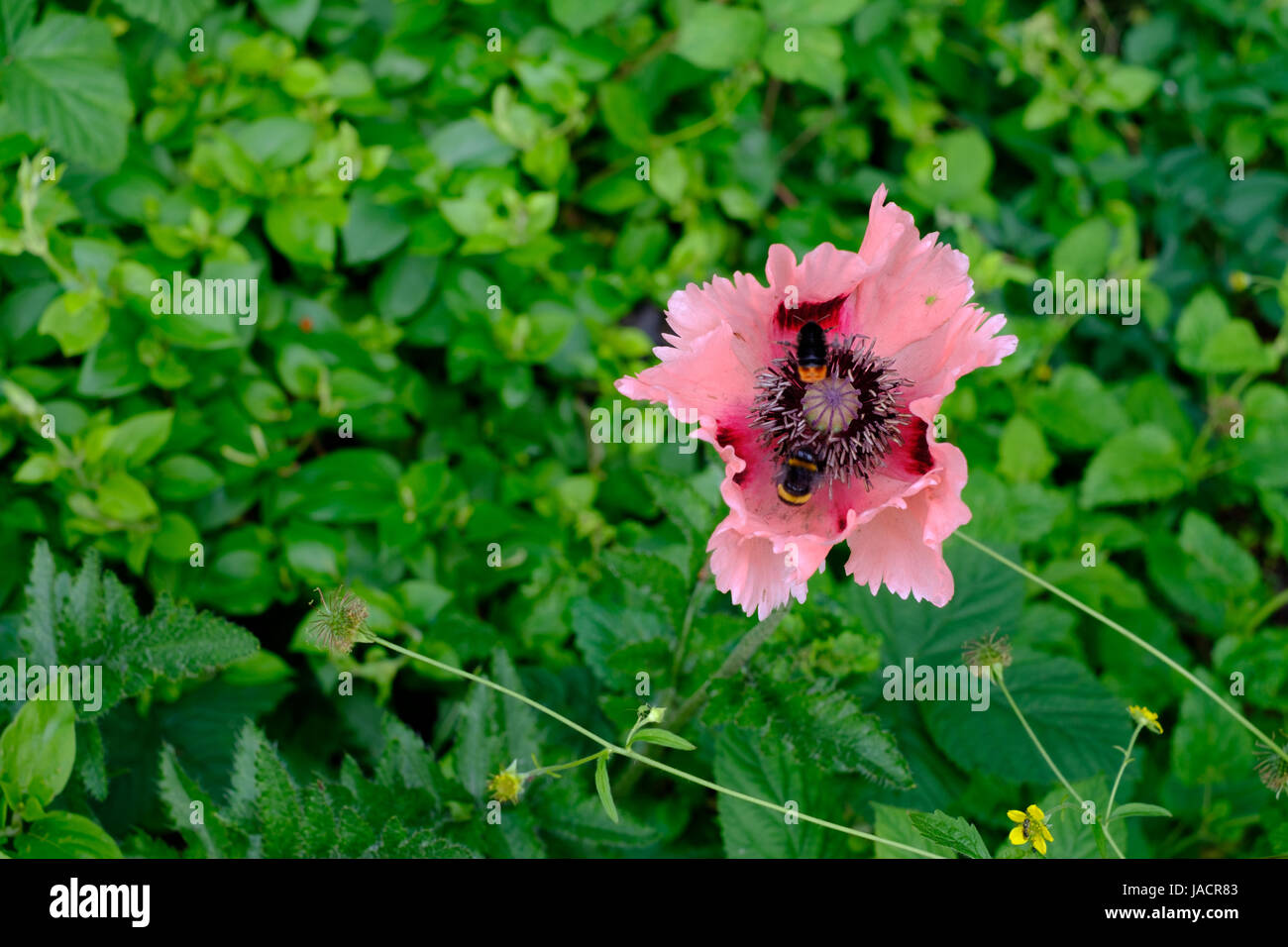 Oriental Poppy Papaver Orientale 'Cedric Morris' and Two Bees Stock Photo