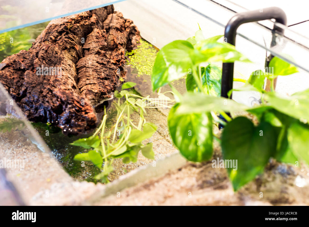 Aquarium with cork bark and green Plants in a bright environment at