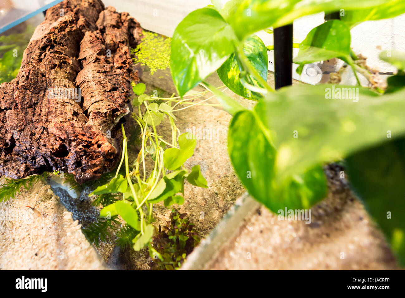 Aquarium with cork bark and green Plants in a bright environment at