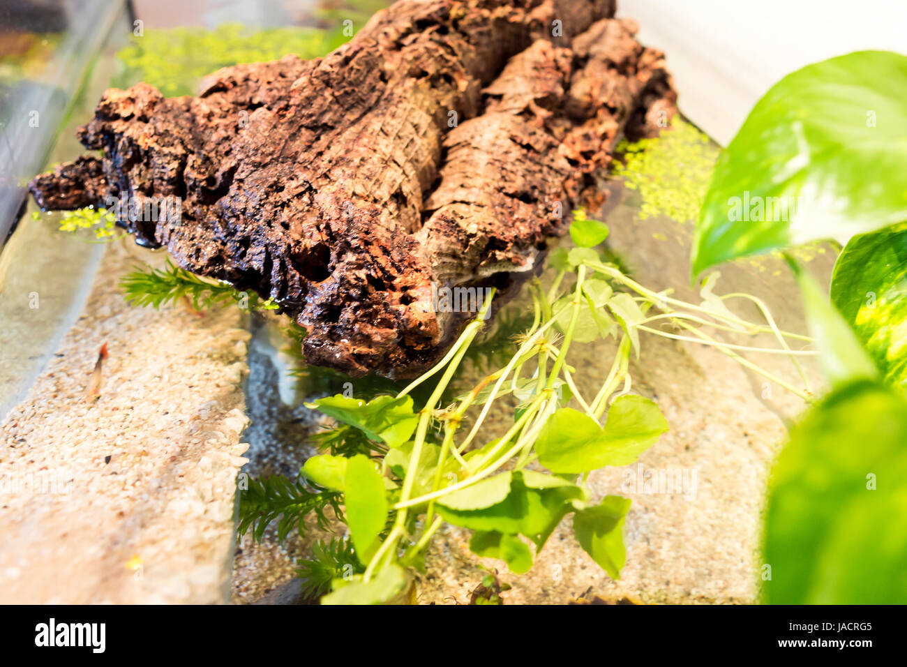 Aquarium with cork bark and green Plants in a bright environment at