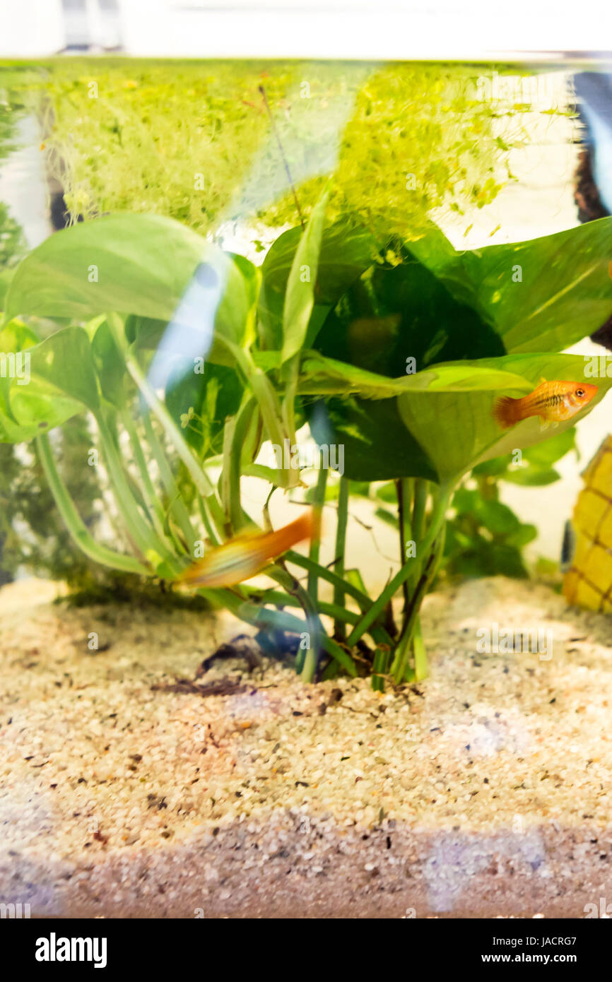 Aquarium with cork bark and green Plants and fishes in a bright