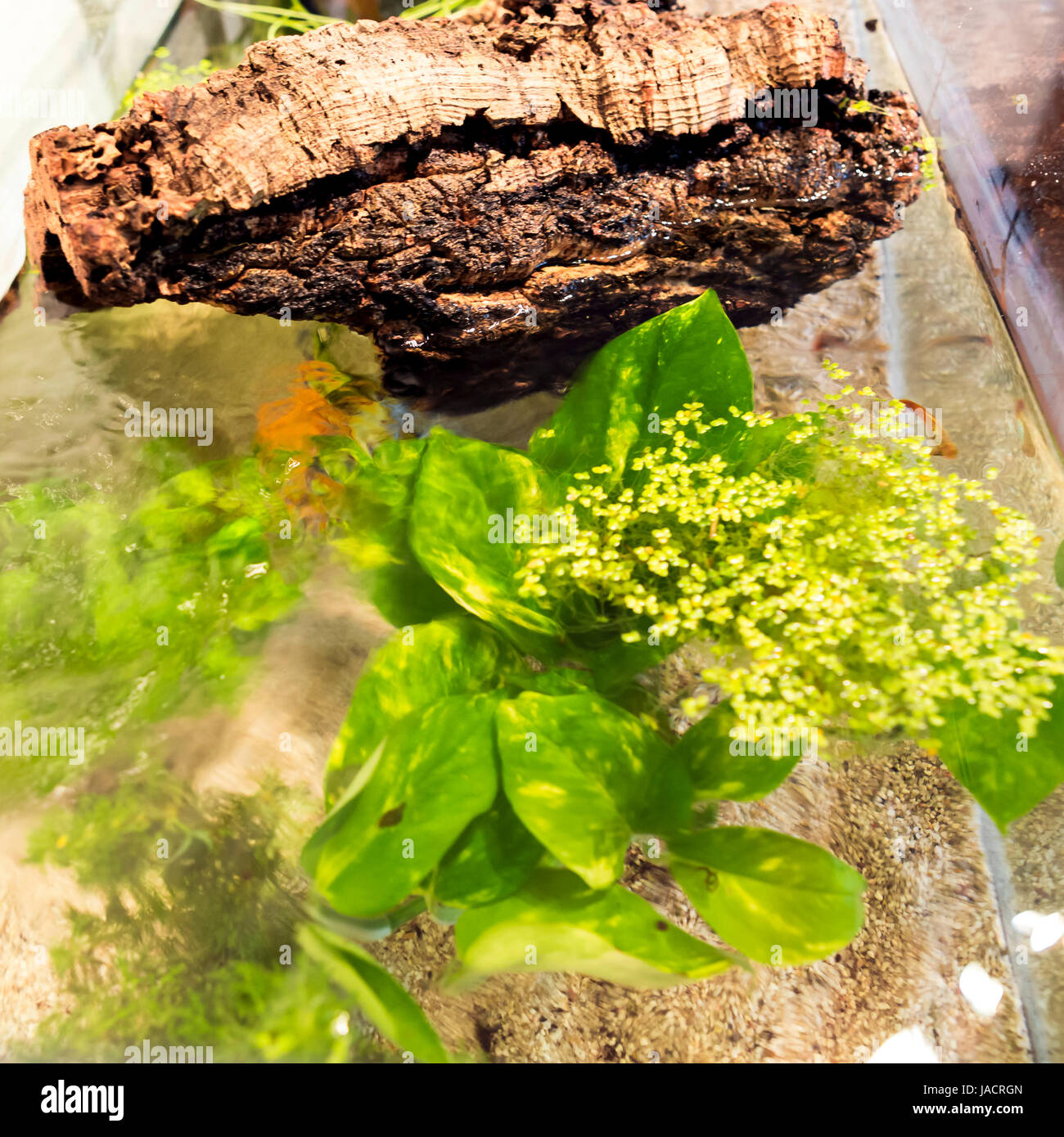 Aquarium with cork bark and green Plants in a bright environment at