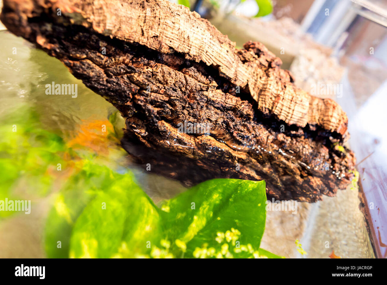 Aquarium with cork bark and green Plants in a bright environment at
