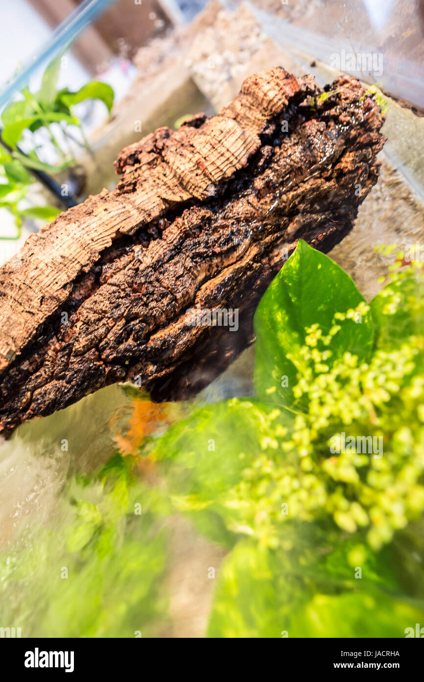 Aquarium with cork bark and green Plants in a bright environment at