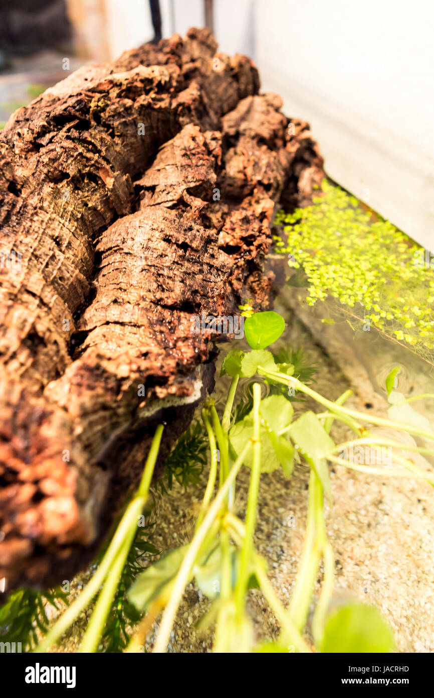 Aquarium with cork bark and green Plants in a bright environment at