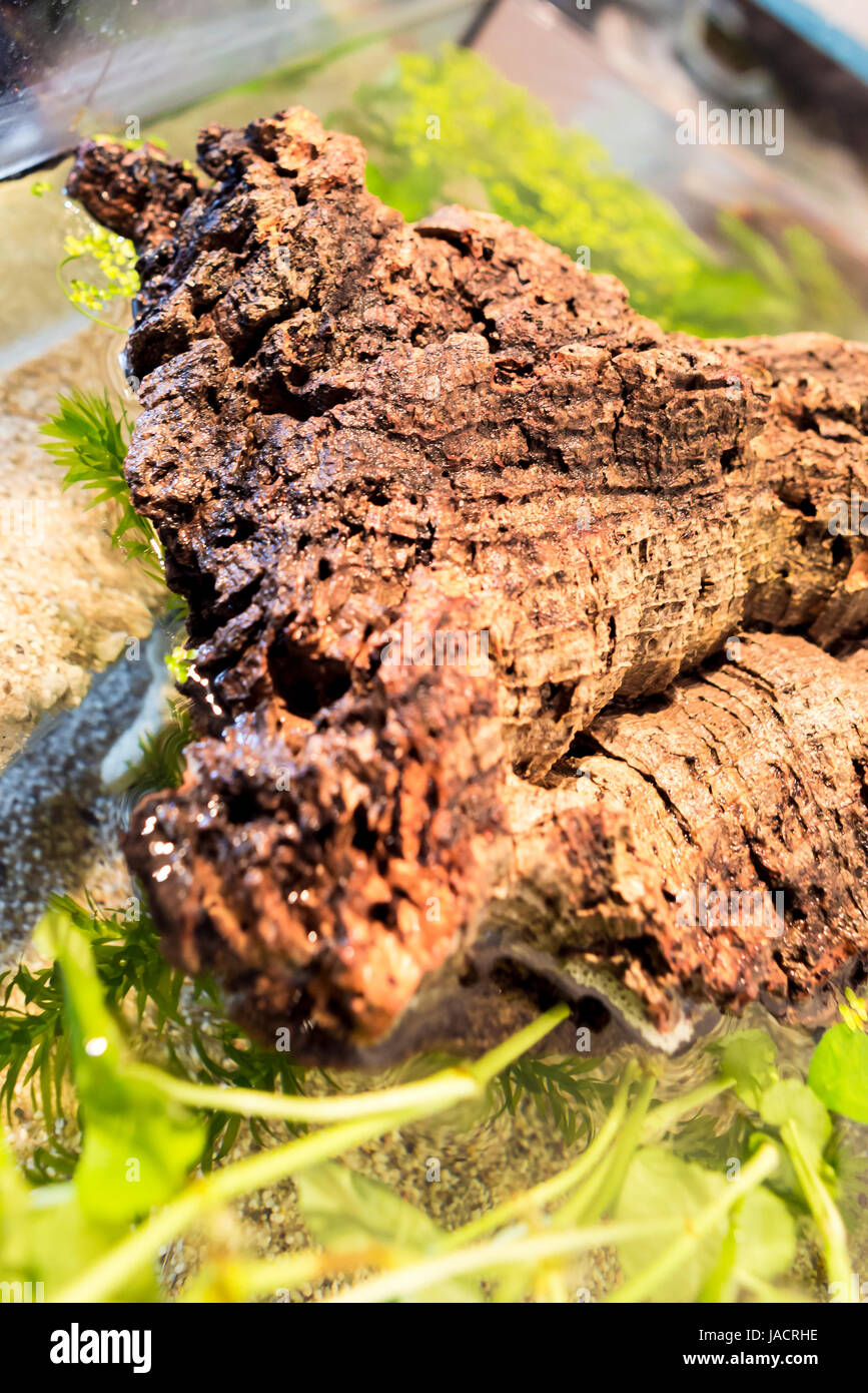 Aquarium with cork bark and green Plants in a bright environment at