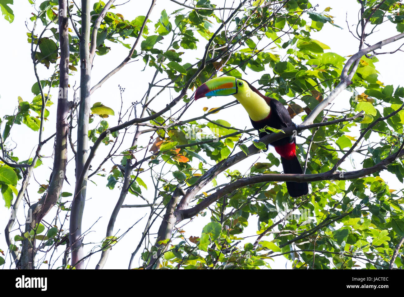 keel billed tucan, a beautiful bird with vivid colors perched on a tree in the rainforest of Costa Rica Stock Photo