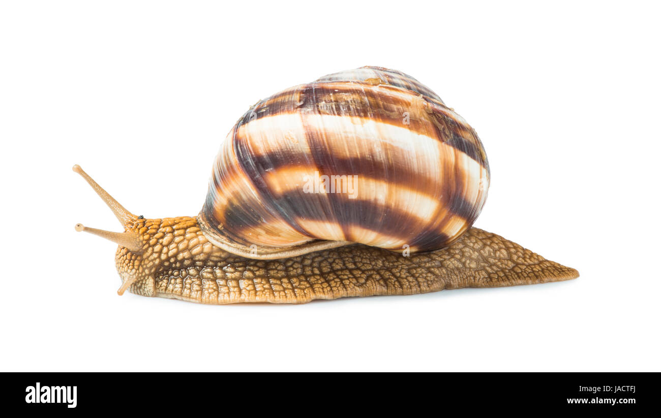 White isolated snail. Studio shot Stock Photo - Alamy