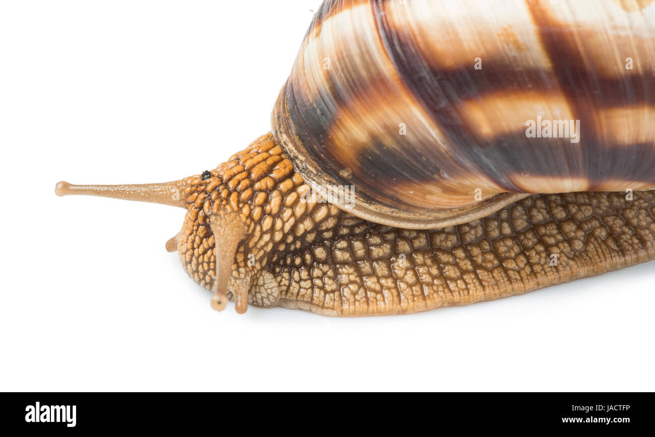 White isolated snail. Studio shot Stock Photo - Alamy