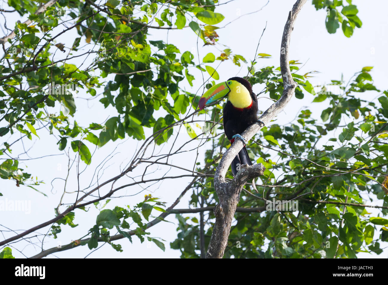 keel billed tucan, a beautiful bird with vivid colors perched on a tree in the rainforest of Costa Rica Stock Photo