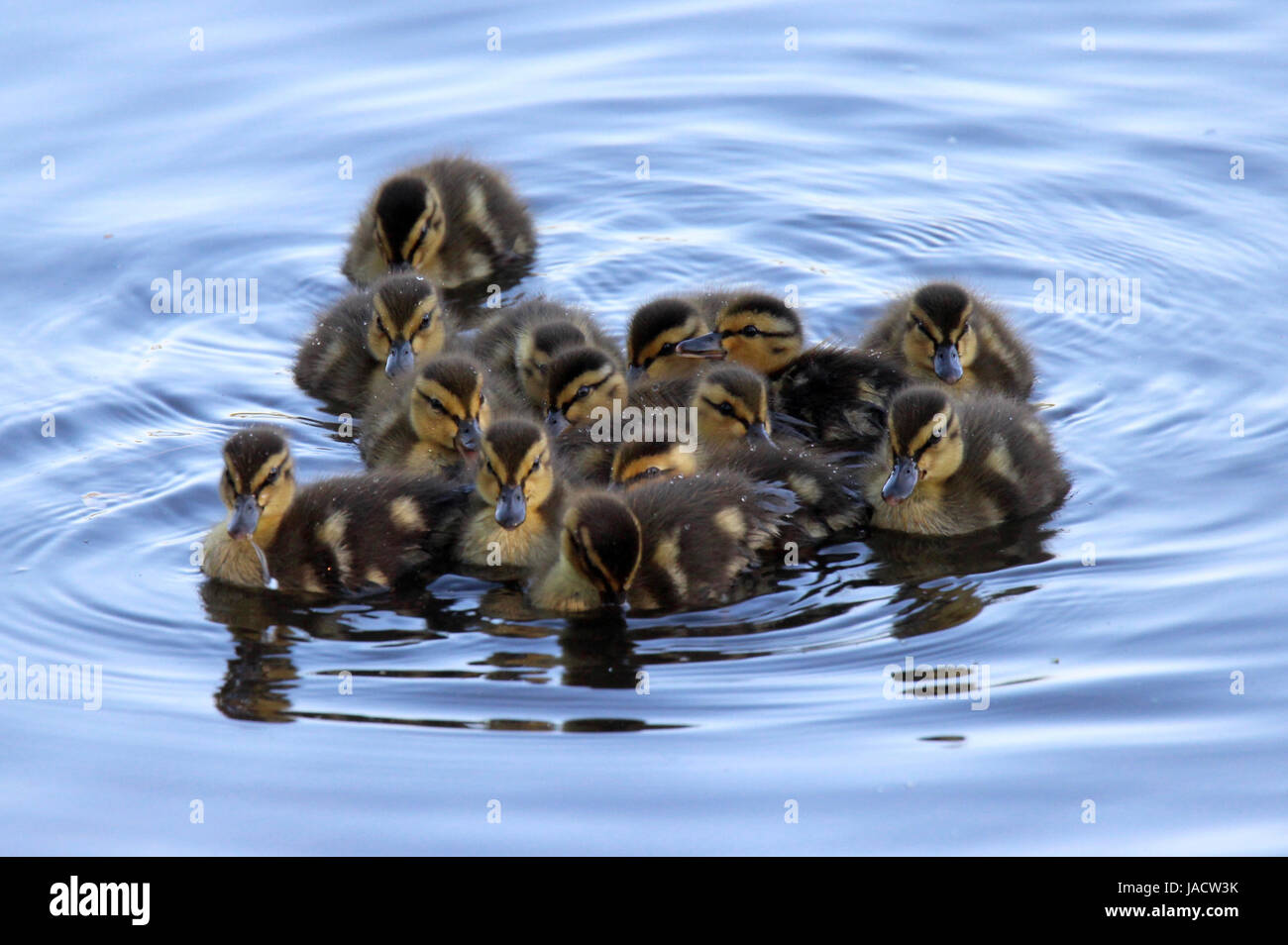 a-group-of-mallard-ducklings-swimming-on-a-pond-stock-photo-alamy