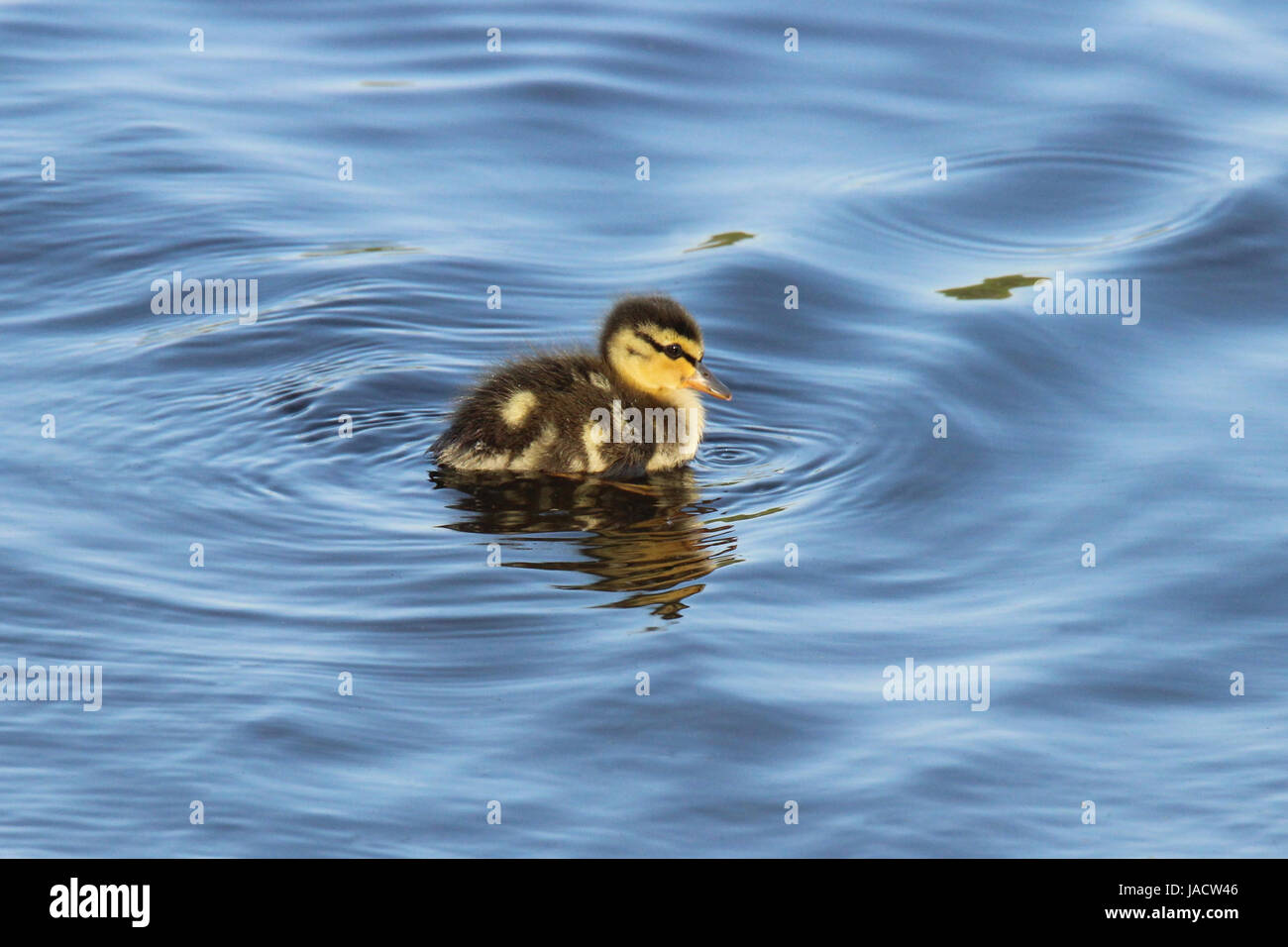 A little mallard duckling swimming on a pond Stock Photo