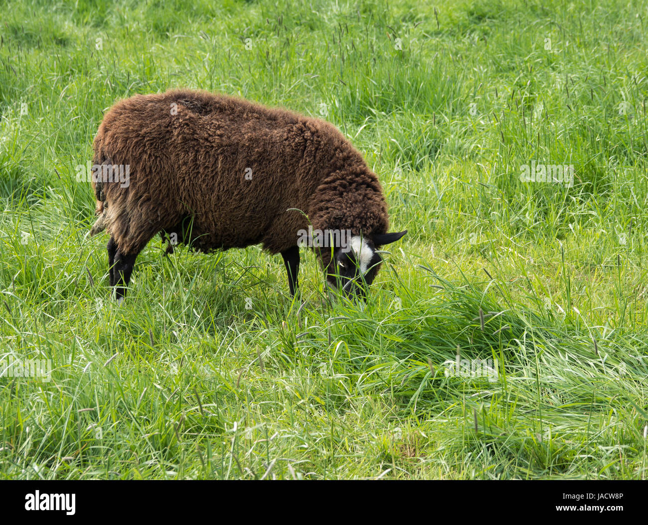 one brown sheep eats grass on a green meadow Stock Photo - Alamy