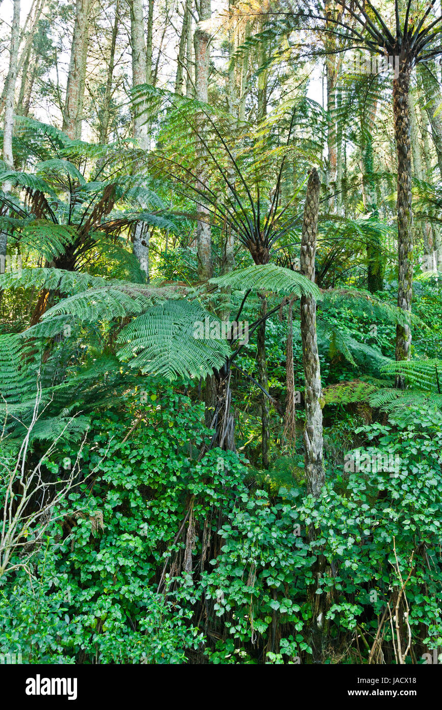 New Zealand Native Bush, trees and ferns Stock Photo Alamy