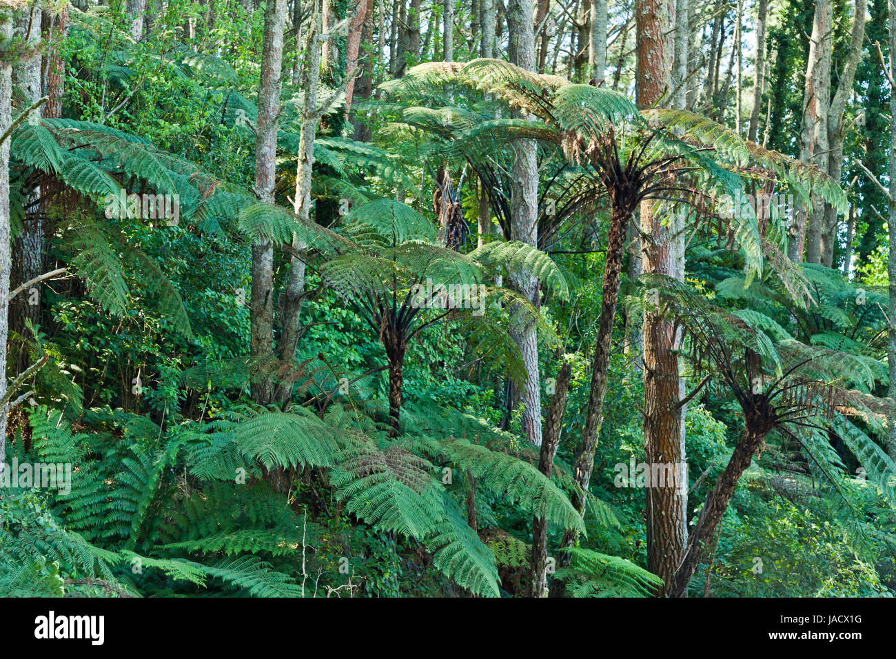 New Zealand Native Bush, trees and ferns Stock Photo