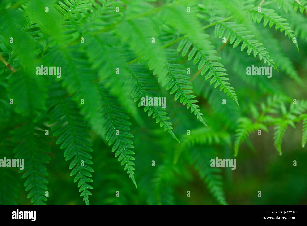 Fresh green New Zealand fern backgrounds Stock Photo Alamy