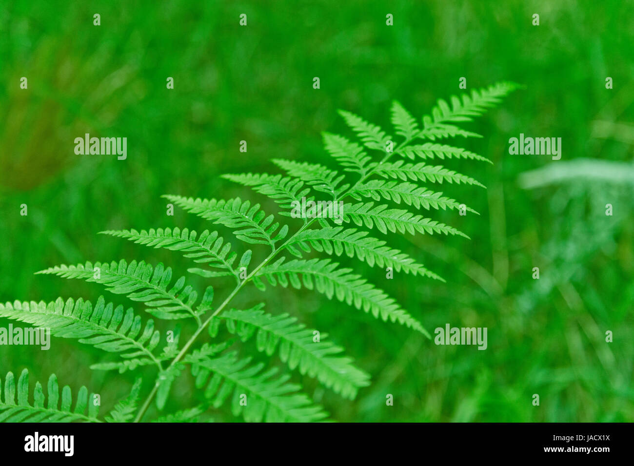 Green fern fresh leaves pattern hi-res stock photography and images - Alamy