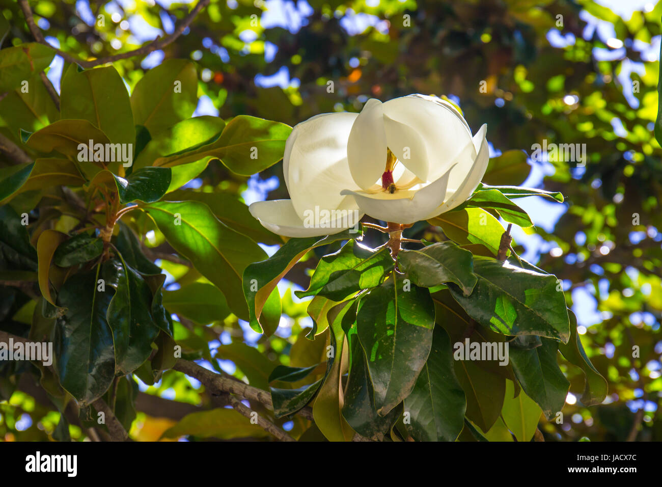 Magnolia Flow Budding With Bee Inside Stock Photo