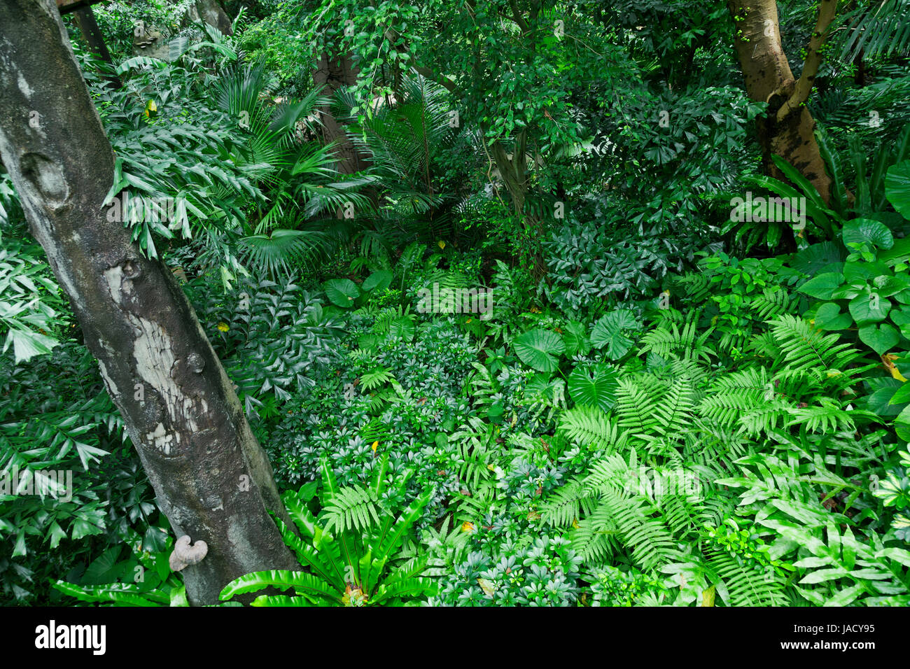 Lush green tropical jungle or garden in asia Stock Photo - Alamy