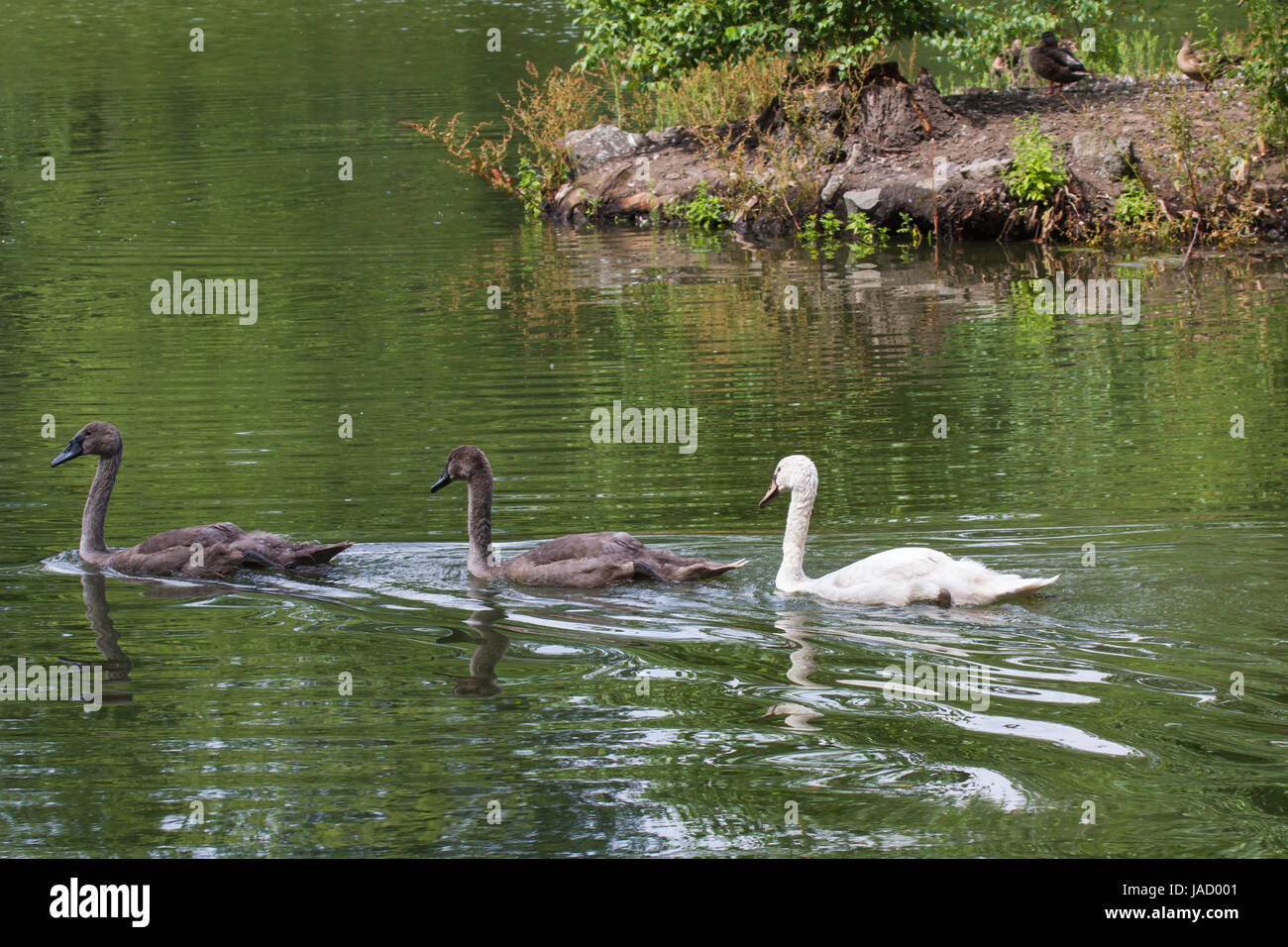 young swans 4,young swans 4 Stock Photo