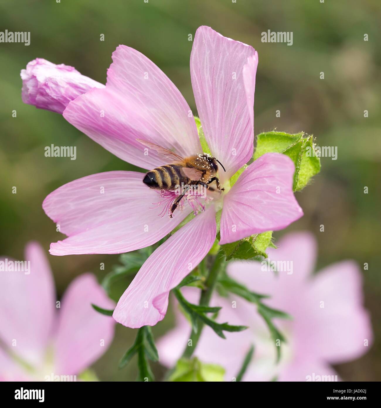 Indian Honey Bees Apis High Resolution Stock Photography and Images - Alamy
