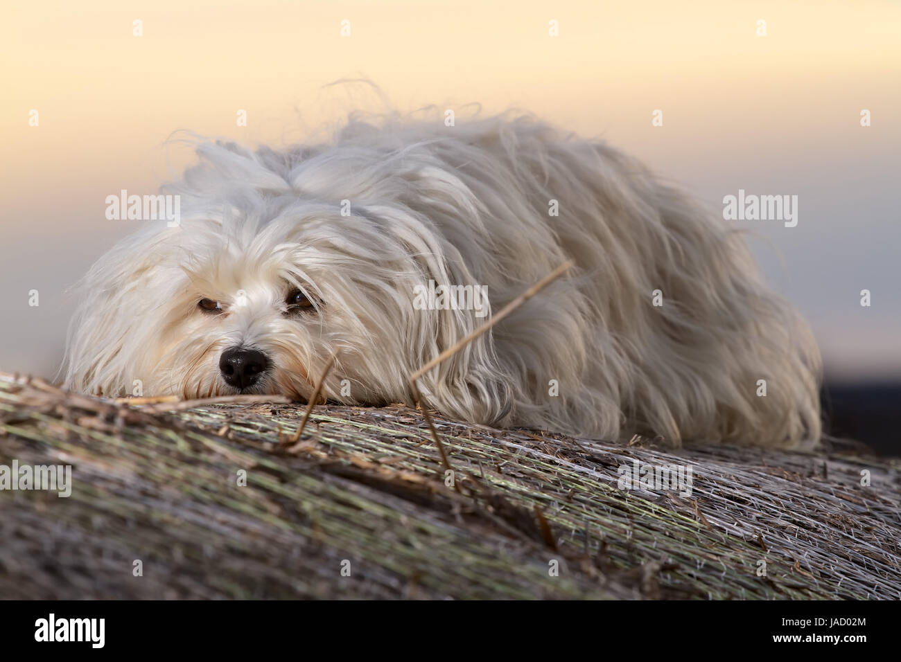 Völlig High Resolution Stock Photography and Images - Alamy