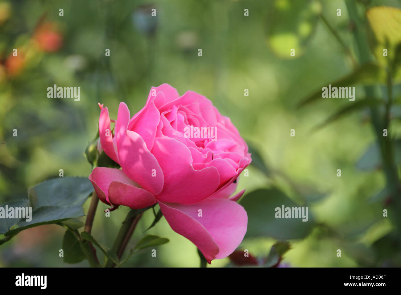 Rosiden rose hi-res stock photography and images - Alamy
