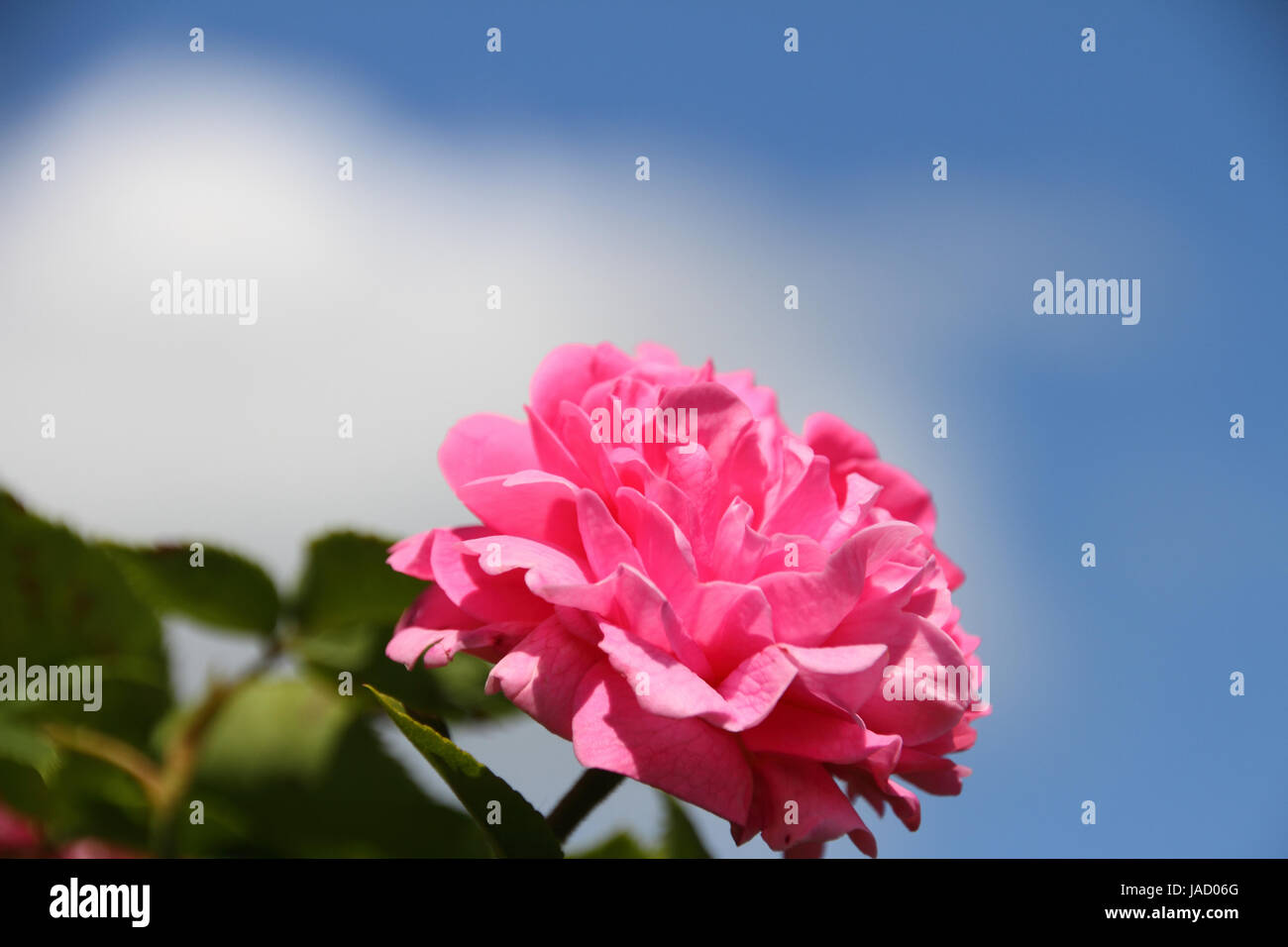Rosiden rose hi-res stock photography and images - Alamy