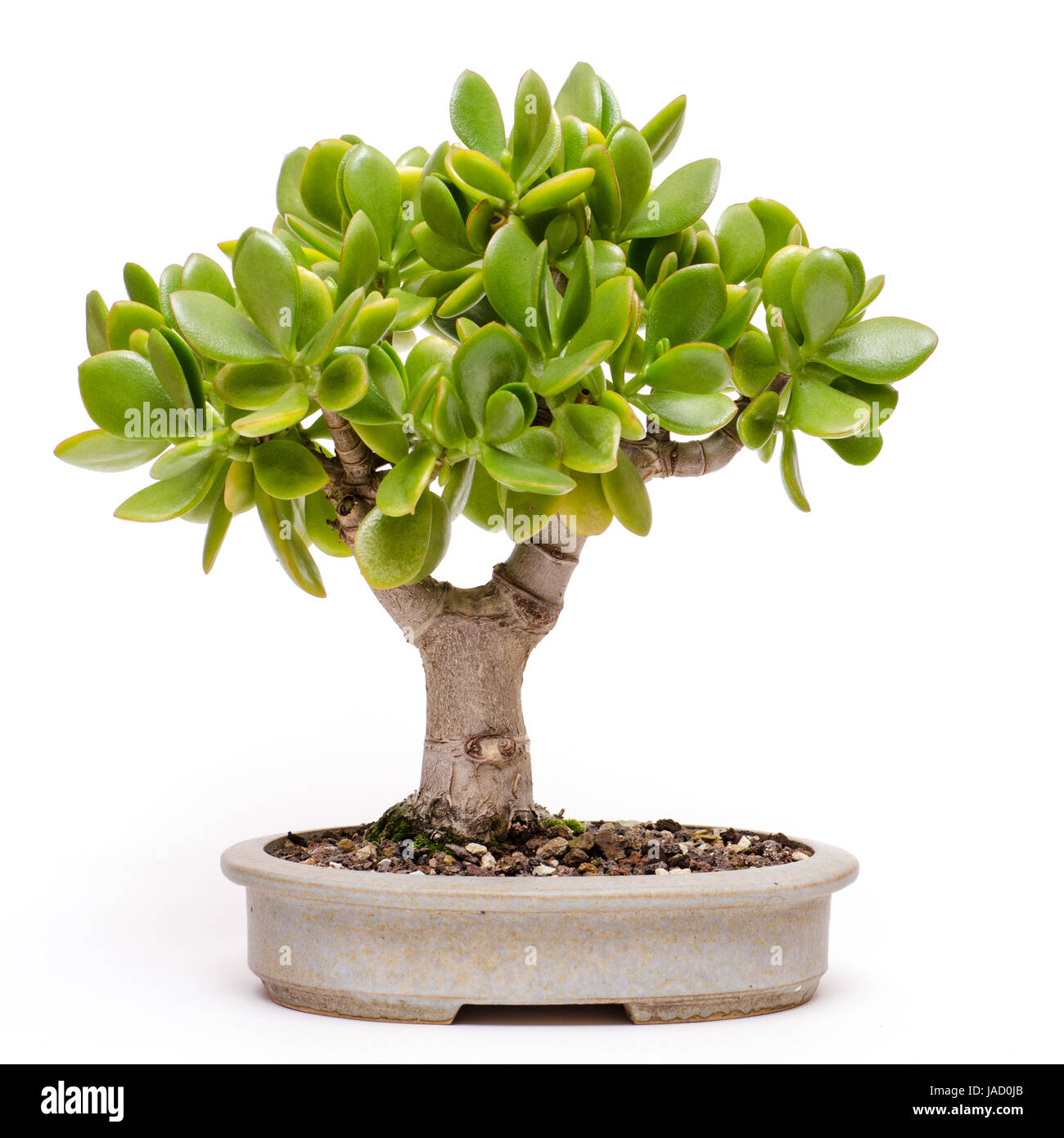 Pfennigbaum (Crassula ovata) als Bonsai-Baum in einer Schale Stock Photo -  Alamy