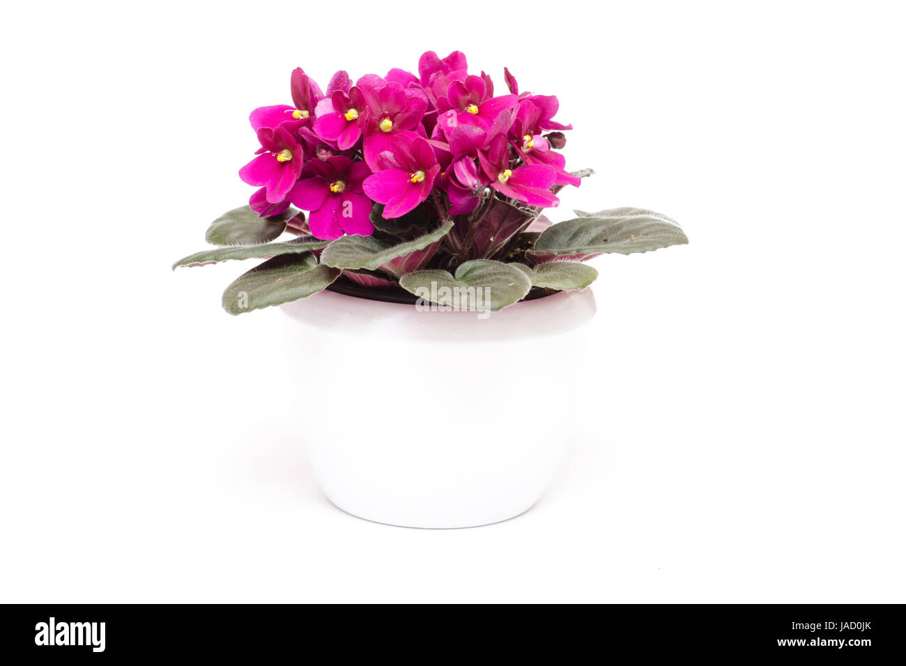 Usambara-Veilchen mit lila Blüten in weissen Übertopf Stock Photo