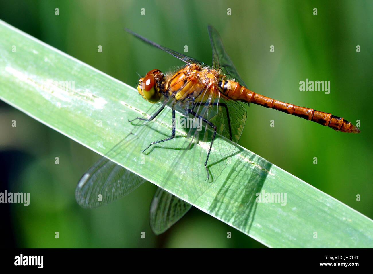 dragonfly Stock Photo