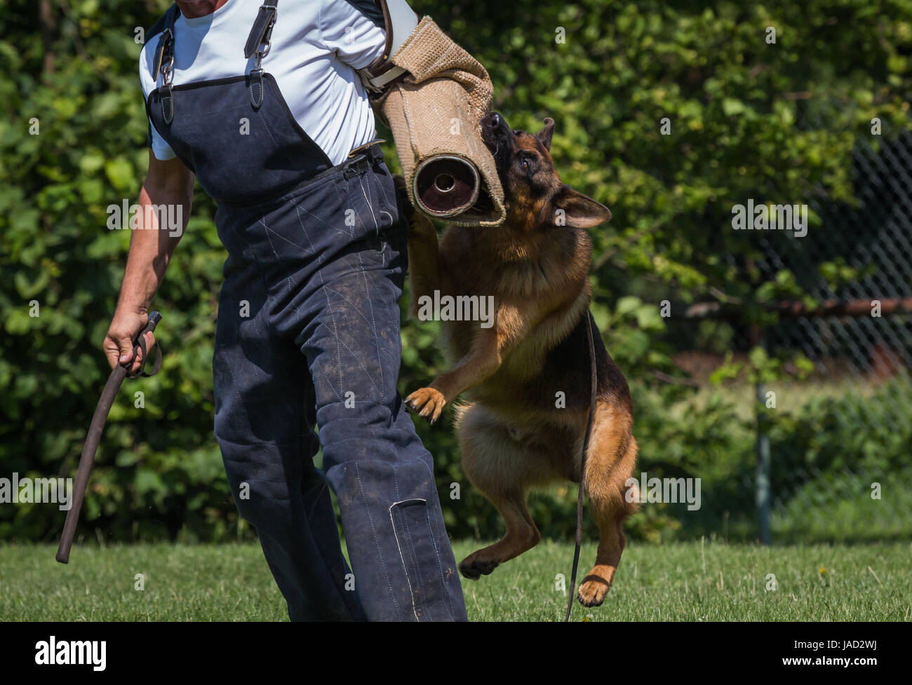 Polizeihund bei der Ausbildung Stock Photo