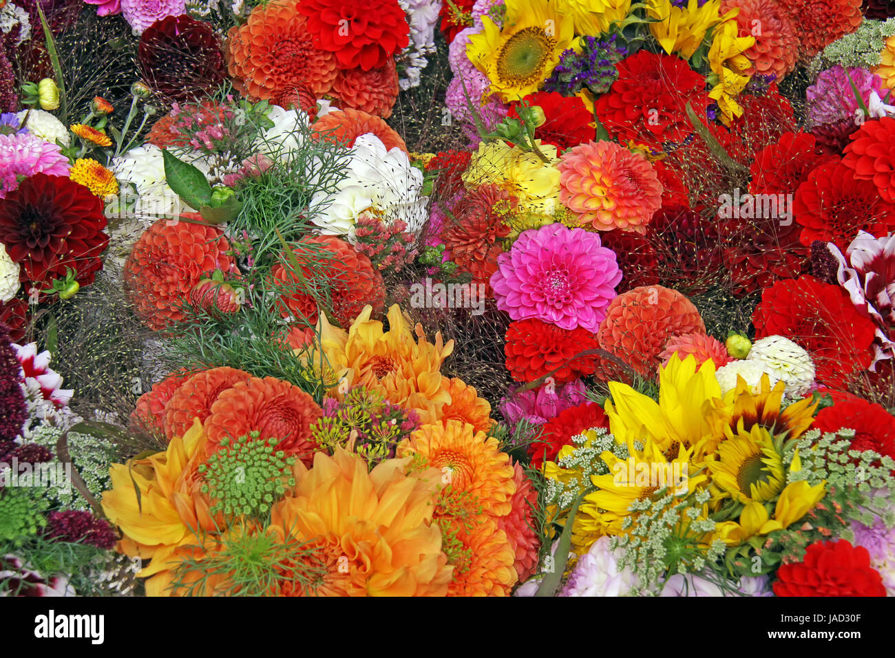 Different coloured sunflowers hi-res stock photography and images - Alamy