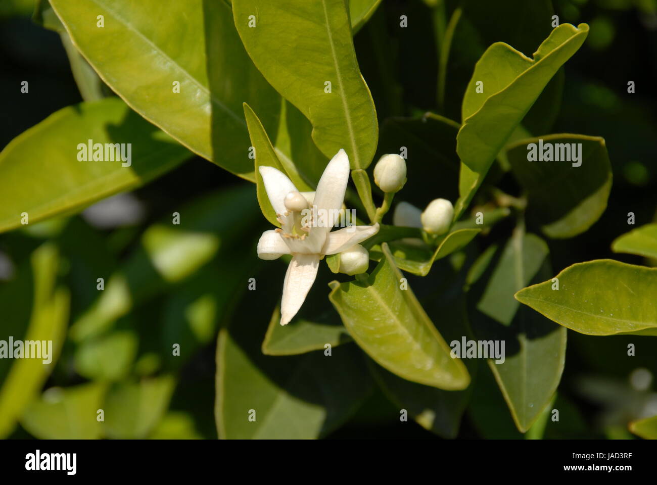 spain - orange blossom - oranges bloom Stock Photo - Alamy