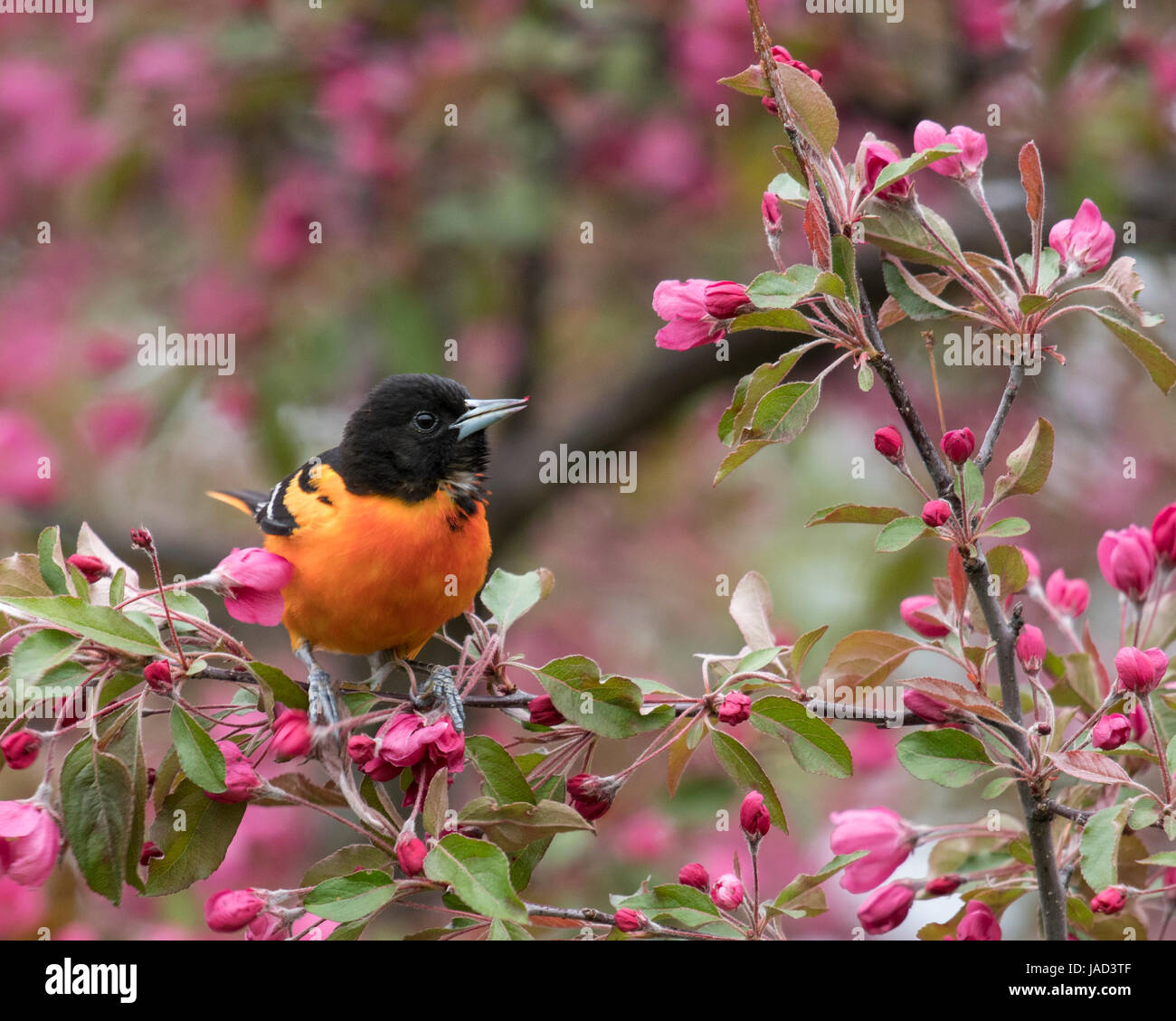 Baltimore Orioles (Icterus galbula) perches on a pink flowering tree branch Stock Photo