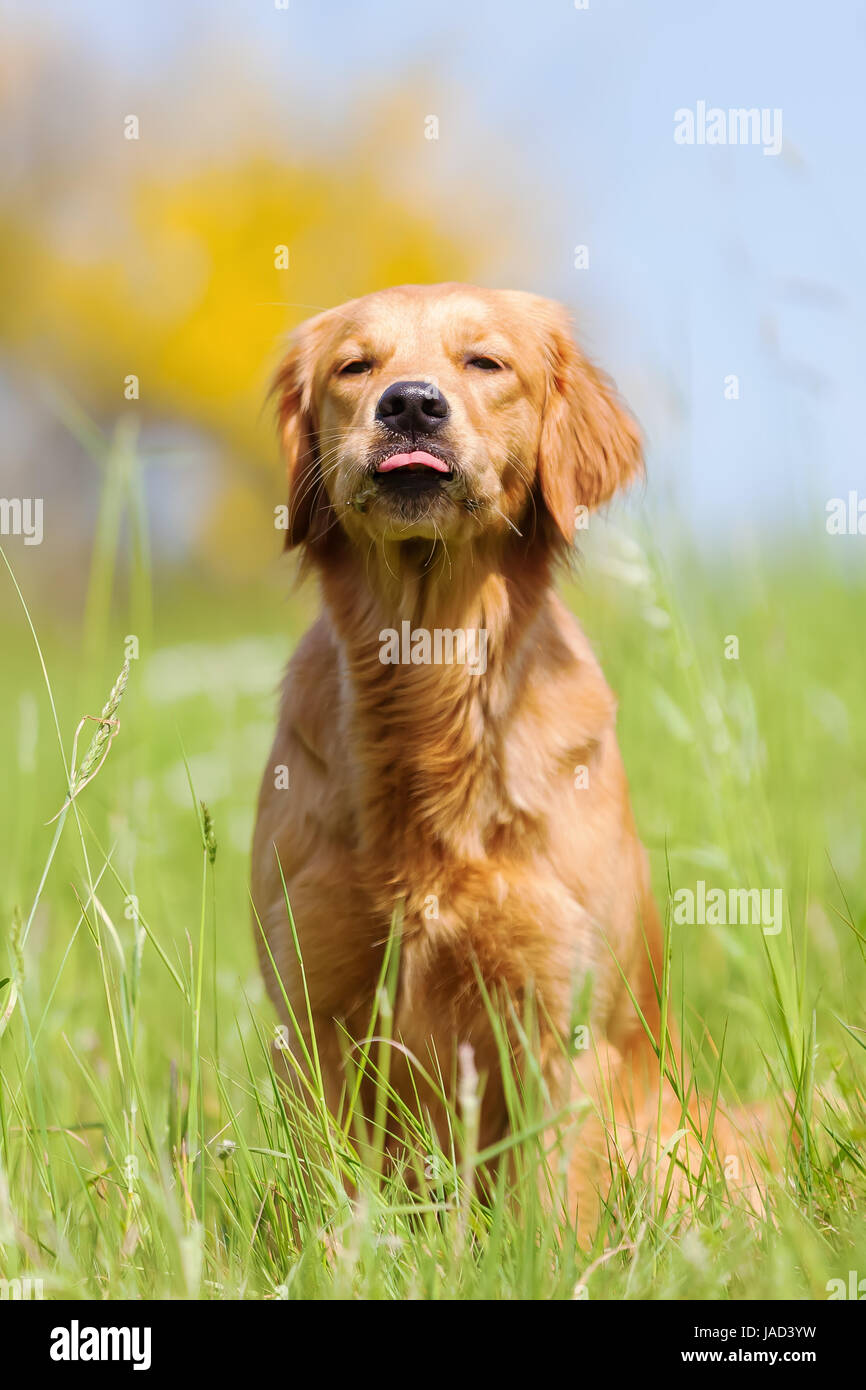 funny face of a golden retriever who sticks out the tongue Stock Photo - Alamy funny face of a golden retriever who sticks out the tongue Stock Photo - Alamy