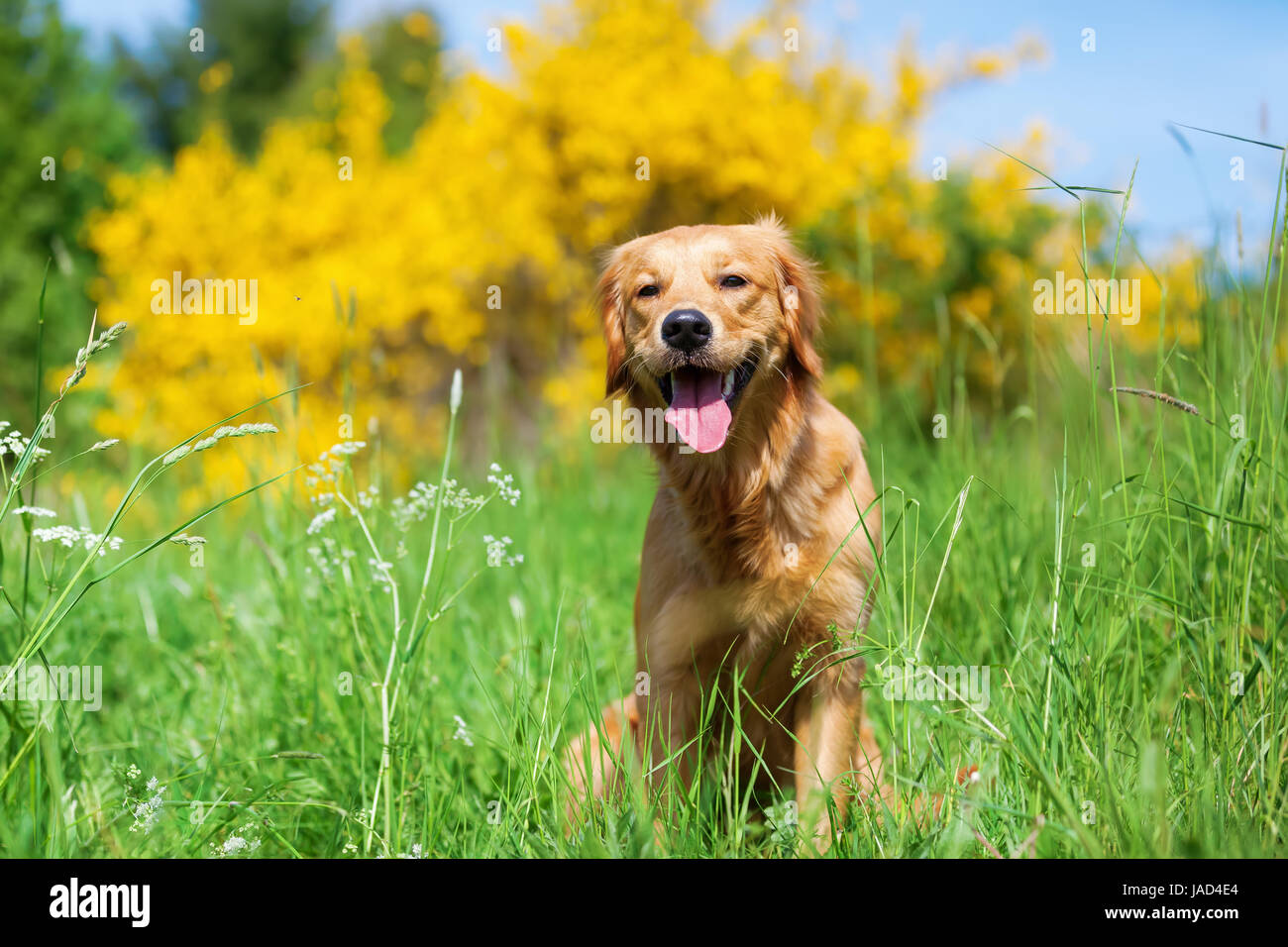 portrait of a golden retriever who is sitting in a meadow Stock Photo ...