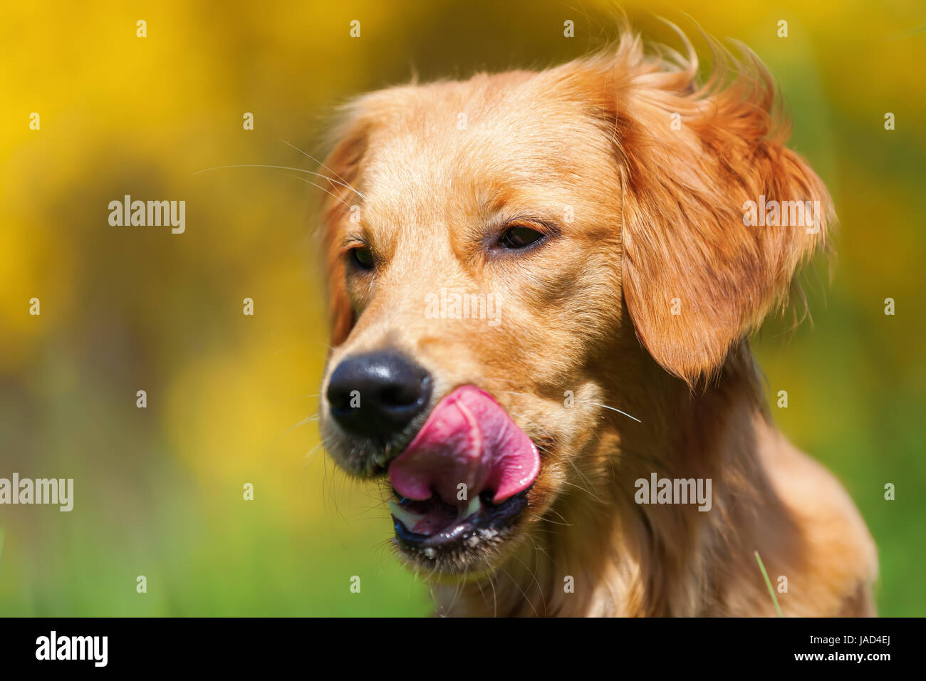 head portrait picture of a young golden retriever Stock Photo