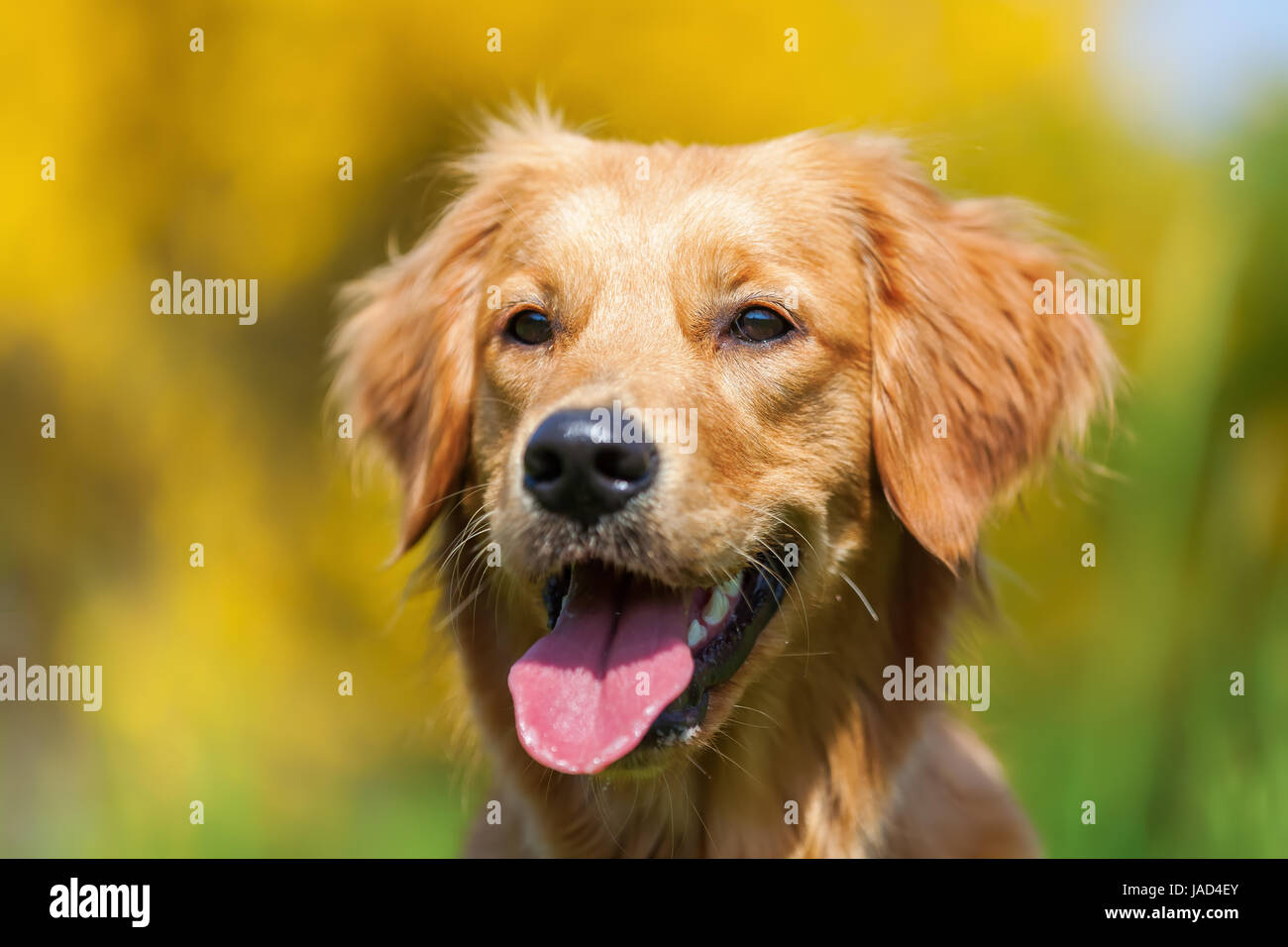 head portrait picture of a young golden retriever Stock Photo