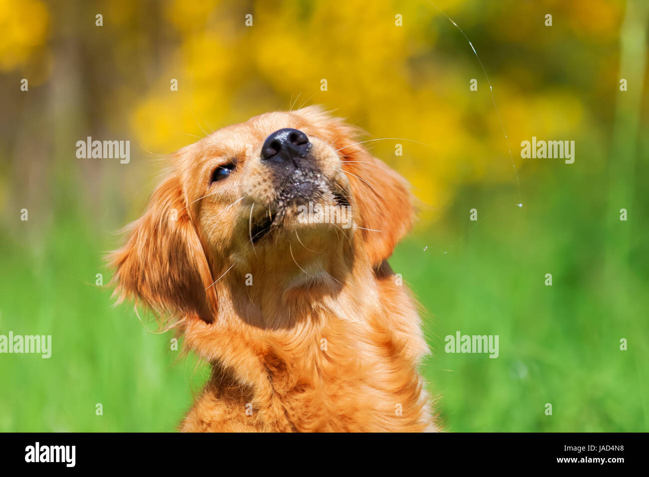 Hungry golden retriever hires stock photography and images Alamy